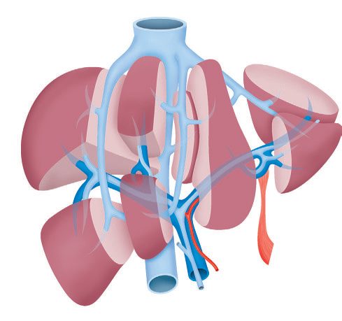 The functional division of the liver and the segments according to Couinaud's nomenclature