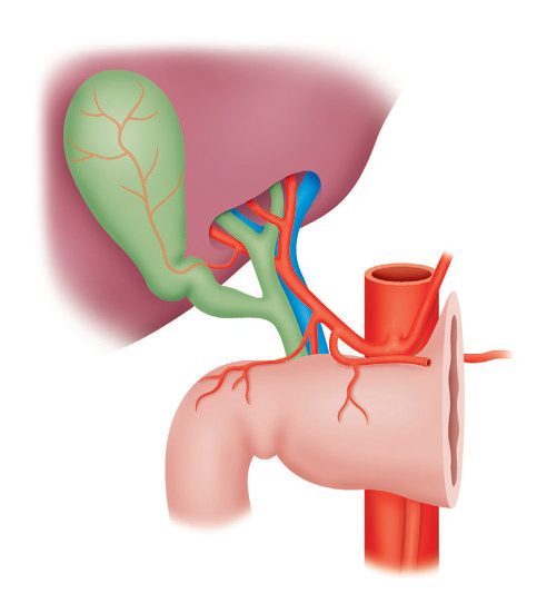 Anatomy of the liver hilum