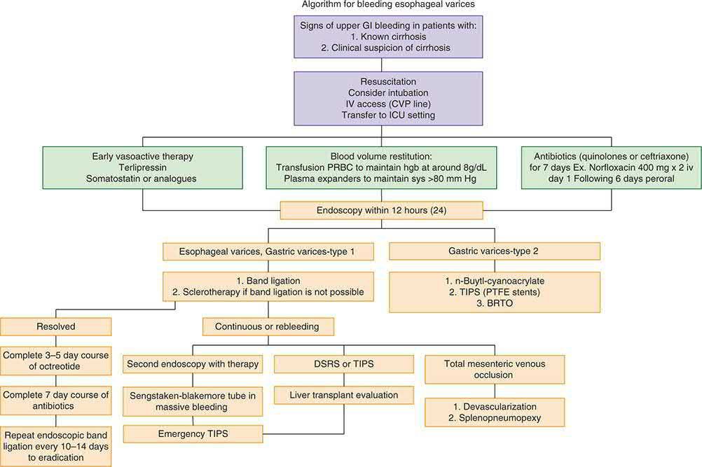 Algorithm for bleeding oesophageal varices, from resuscitation and vasoactive therapy through band ligation to rescue TIPS, shunt or devascularisation