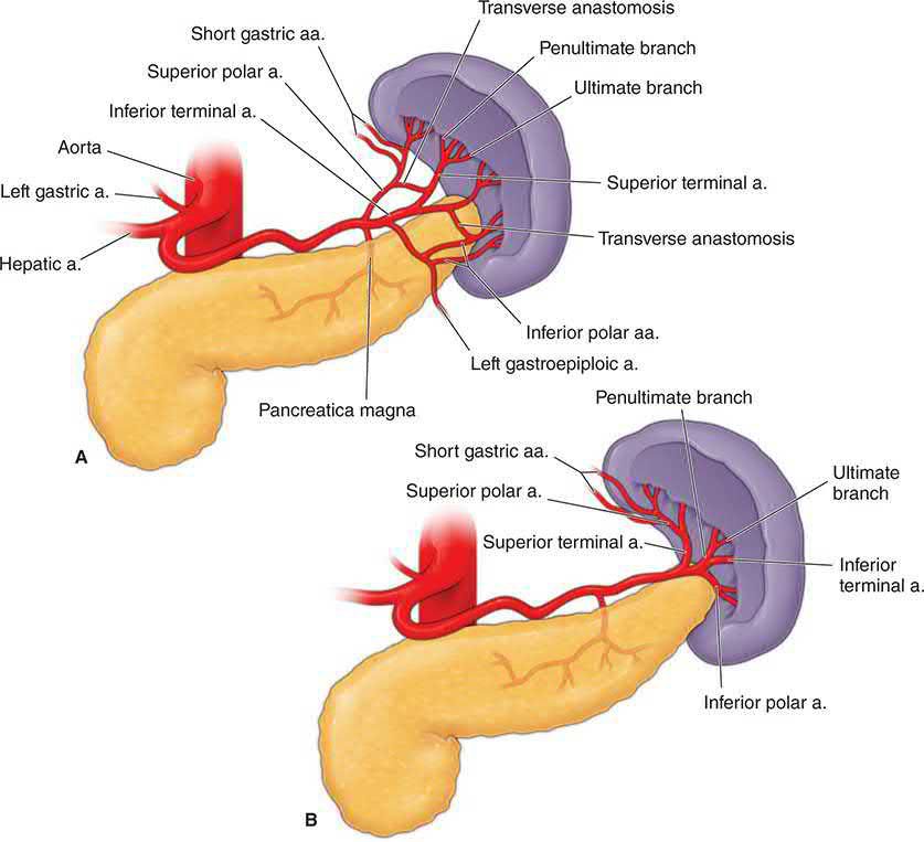 The two patterns of splenic artery distribution: terminal vessels divide the spleen into independent segments, the basis for partial splenectomy