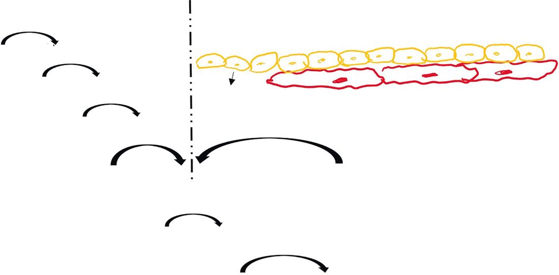 The classic coagulation cascade of the haemostatic system