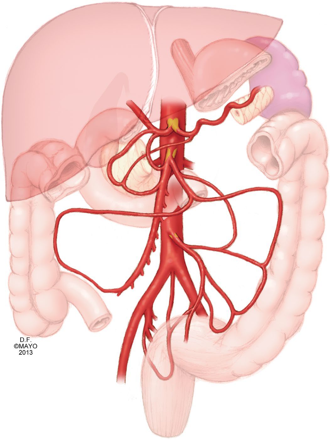 Schematic of the mesenteric circulation, showing the collateral pathways including the arc of Riolan